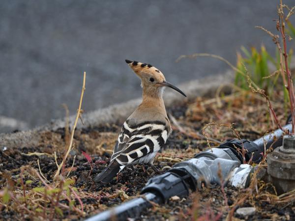 <h3><a href="/trips/grancanaria-2023/biota/animalia/chordata/aves/038 bucerotiformes/001 upupidae/upupa epops/upupa epops-nl.html">Upupa&nbsp;epops</a> / Eurasian&nbsp;hoopoe / Hop</h3>NIKON D500 met 500.0 mm f/5.6, 1/640 sec  bij F5.6, ISO 800, afstand 8.91&nbsp;m